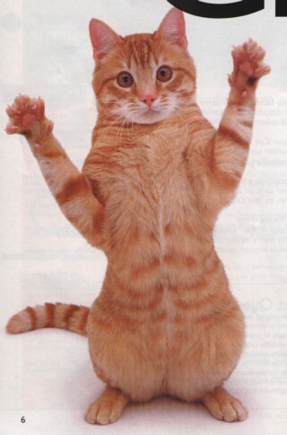 Cat Hands Up