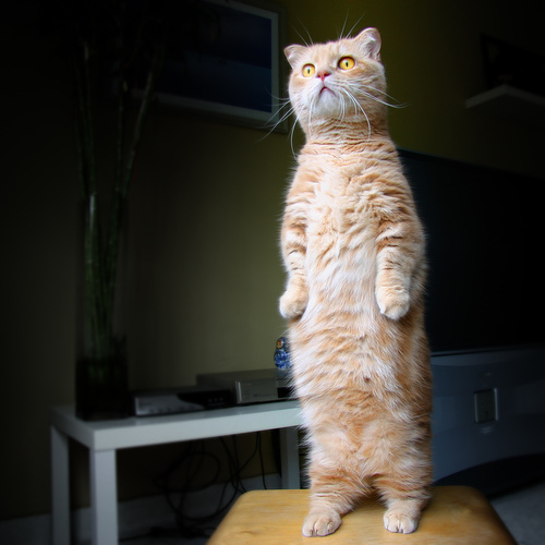 Standing Cat (Original)
