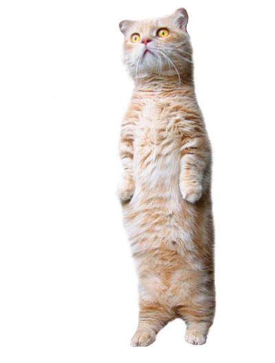 Transparent Standing Cat (The invisable man)
